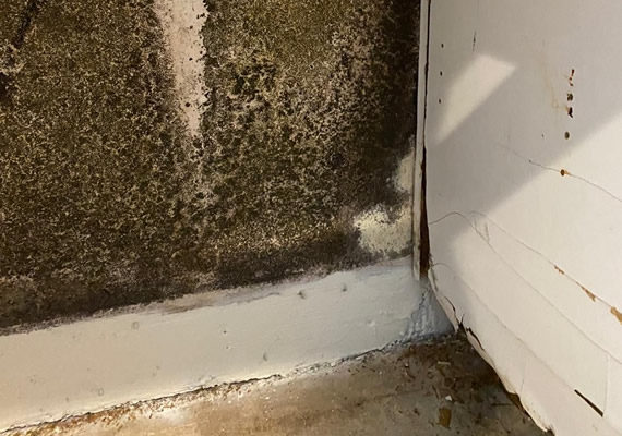Mold Damage to walls in Hollywood